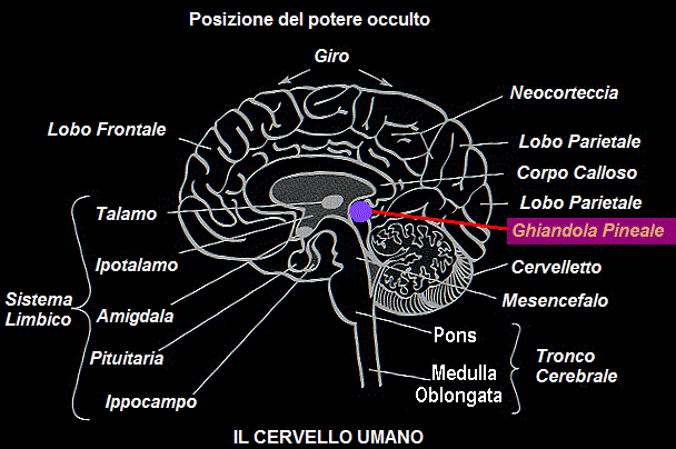 Posizione ghiandola pineale